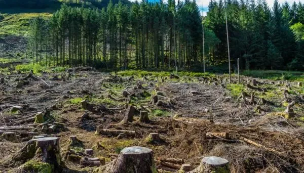 Expert Decry 3.5% Annual Deforestation In Nigeria