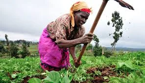 Revamping Agriculture: Prioritizing Smallholder Over Commercial Farming in Nigeria.