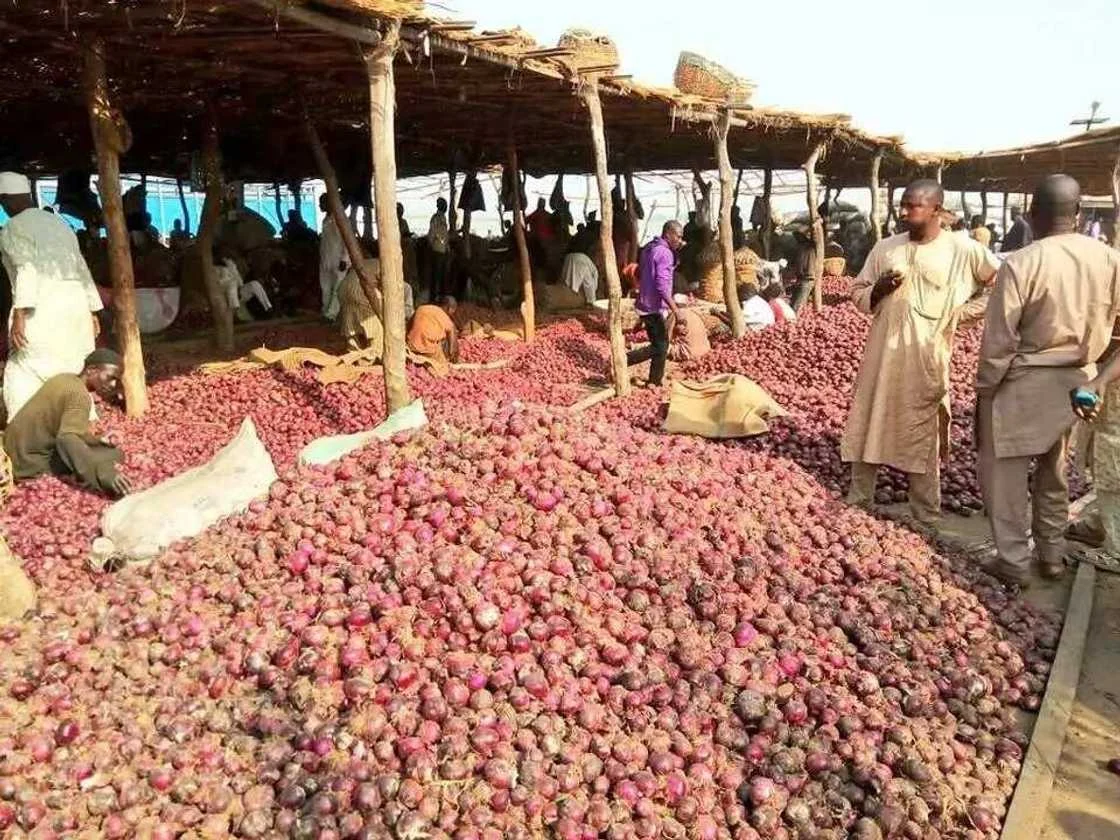 Why There’s Hike In Onion Prices – OPMAN