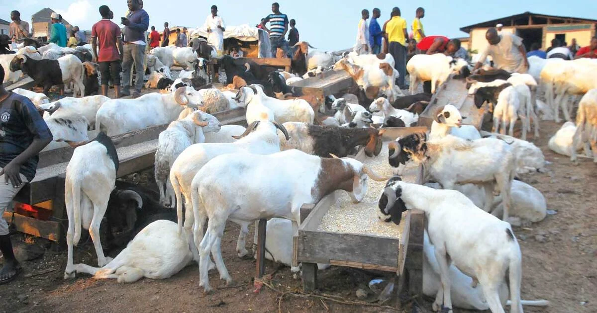 Eid-el-Kabir: Ram sales tank amid short supply 