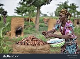 The Imperative of a Sustainable Shea Aggregation System in Nigeria
